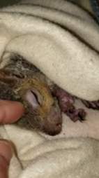 injured squirrel