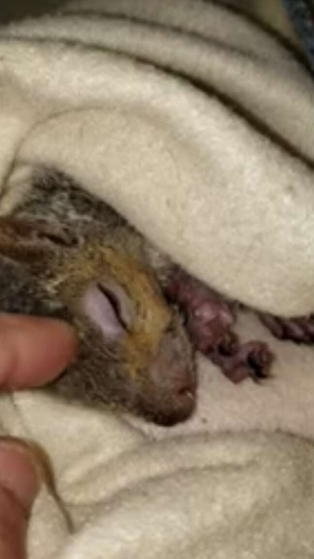 injured squirrel