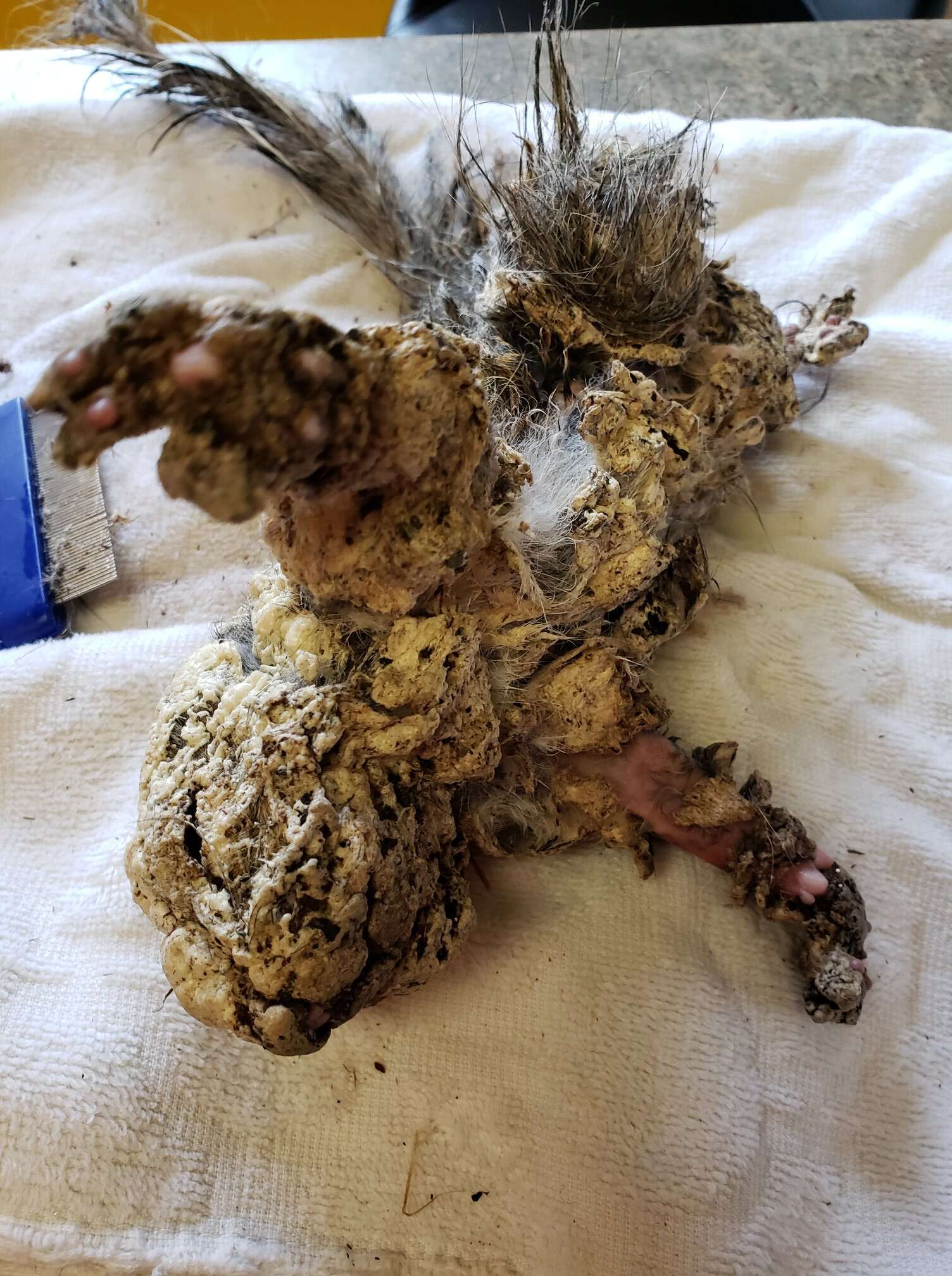 injured squirrel