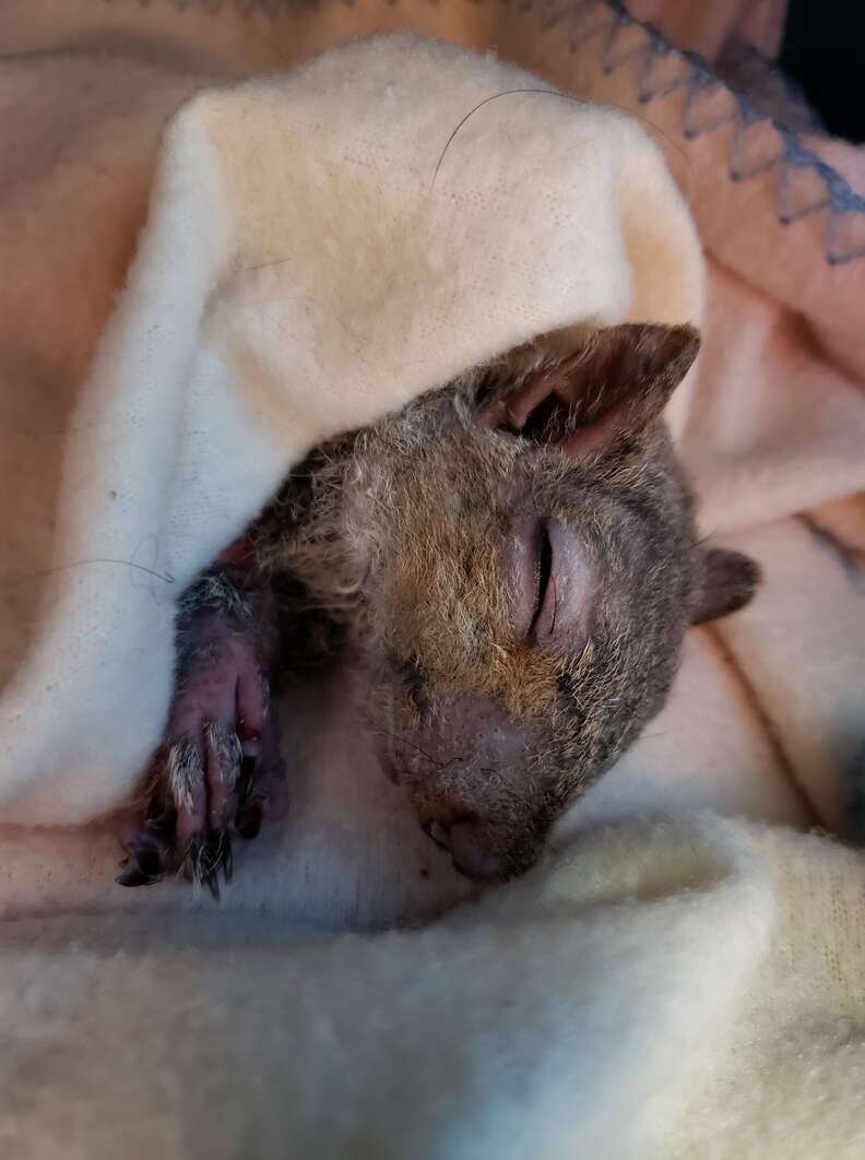 injured squirrel