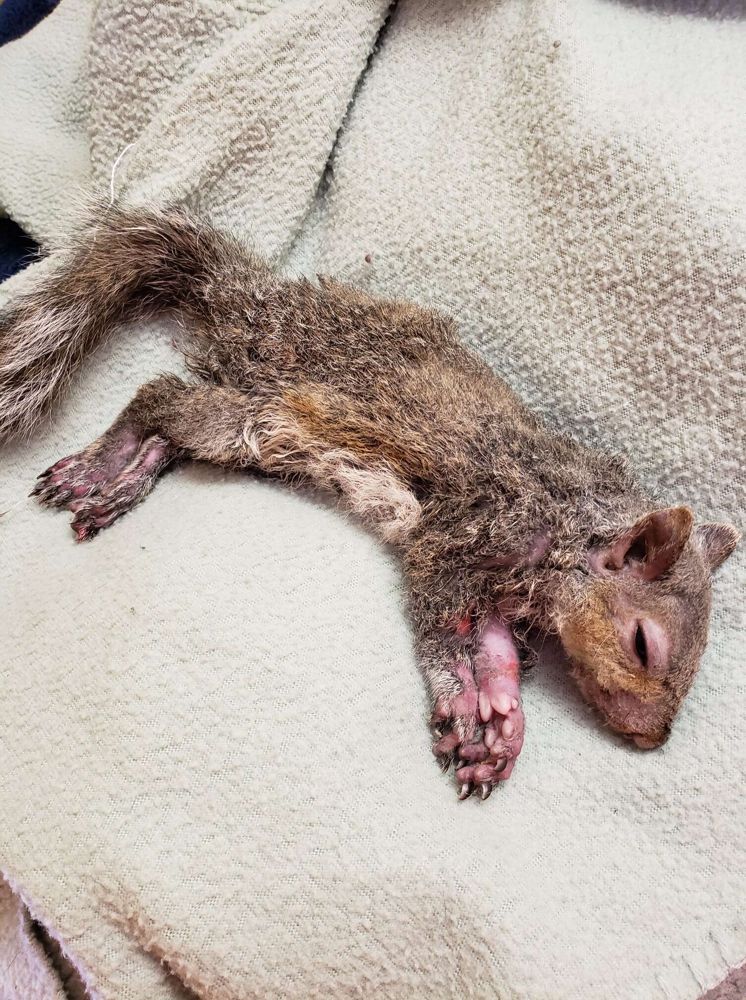 injured squirrel