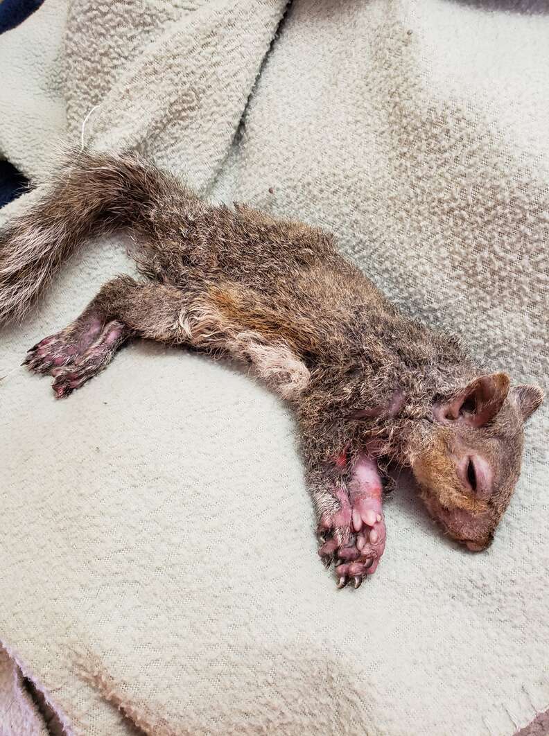 injured squirrel
