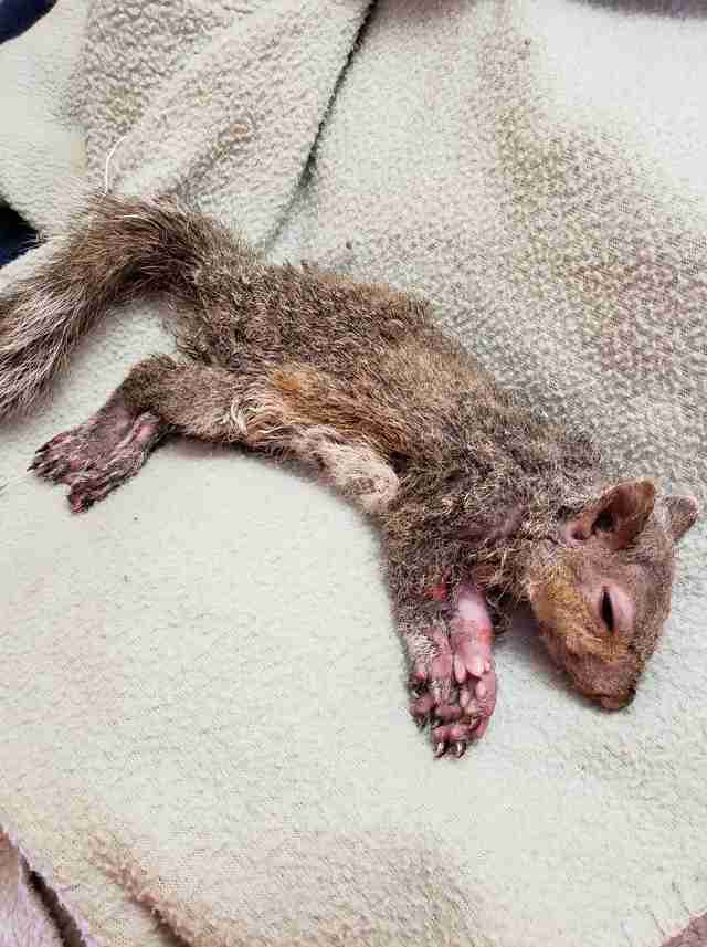 injured squirrel