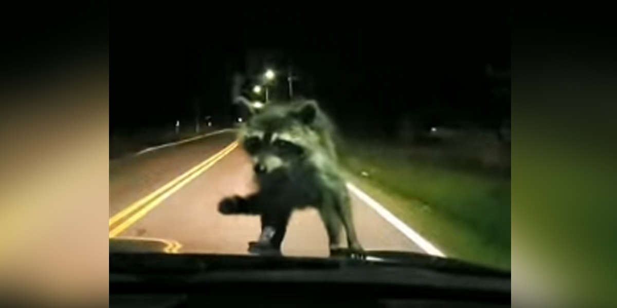 Family Flips Out Seeing Raccoon Riding On Hood Of Car - The Dodo