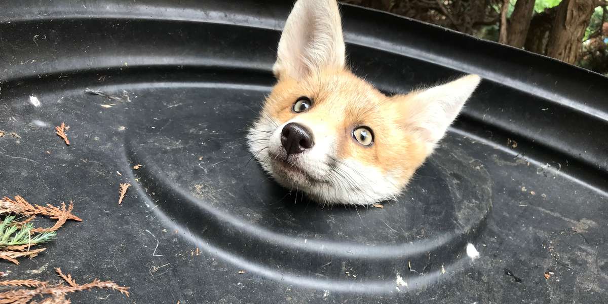Fox Gets Head Stuck In Trash Can Lid The Dodo