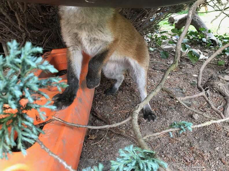 fox stuck in trash lid
