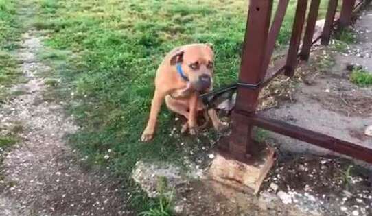 Dog tied to fence at New Orleans rescue center