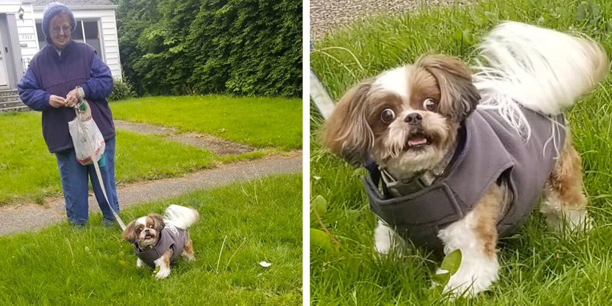 Dog Has Priceless Reaction After Bumping Into Her Groomer On The Street