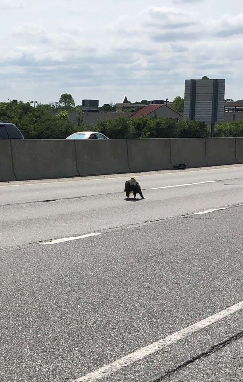 Injured bald eagle on Route 30