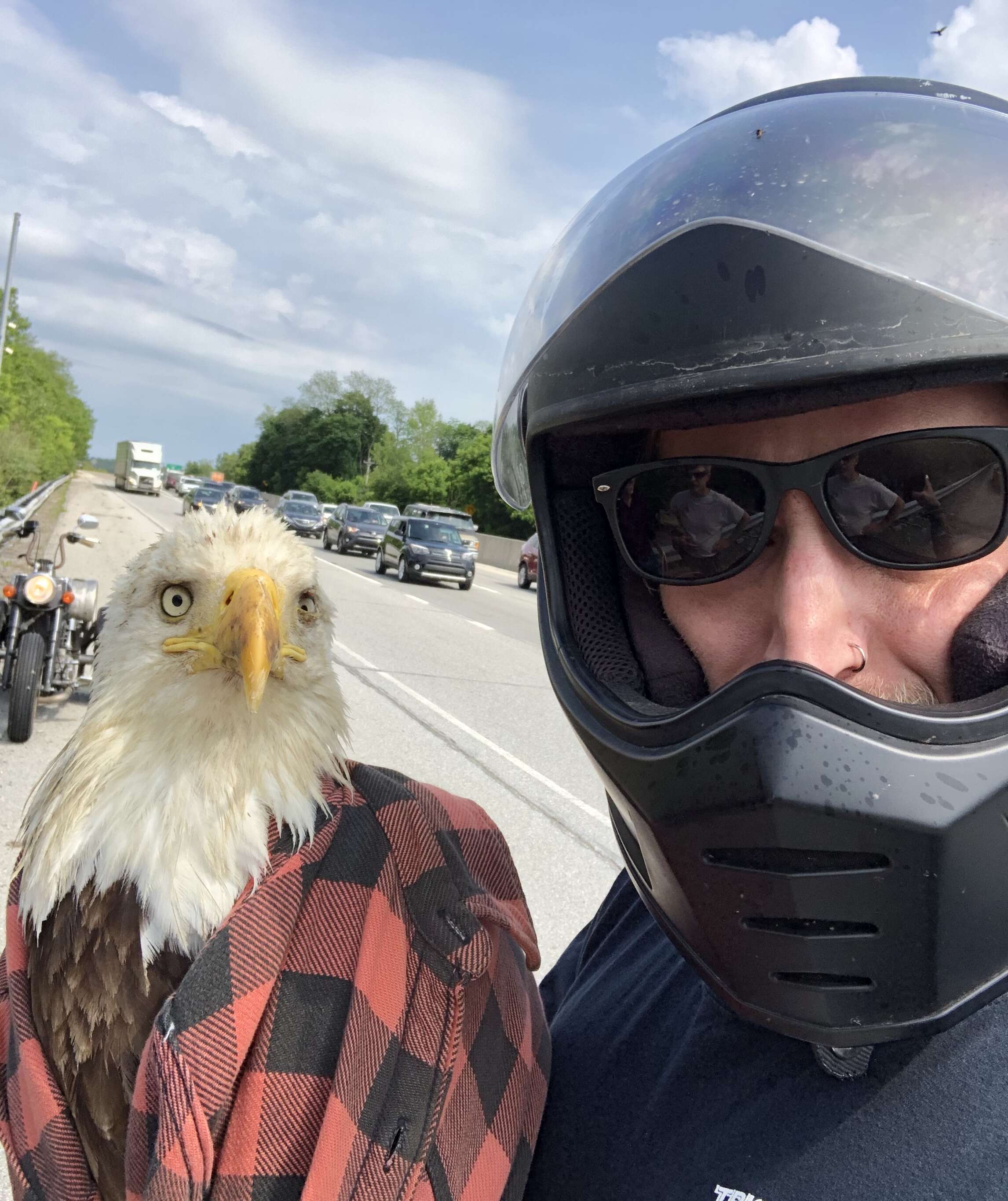 Guy rescues bald eagle from highway