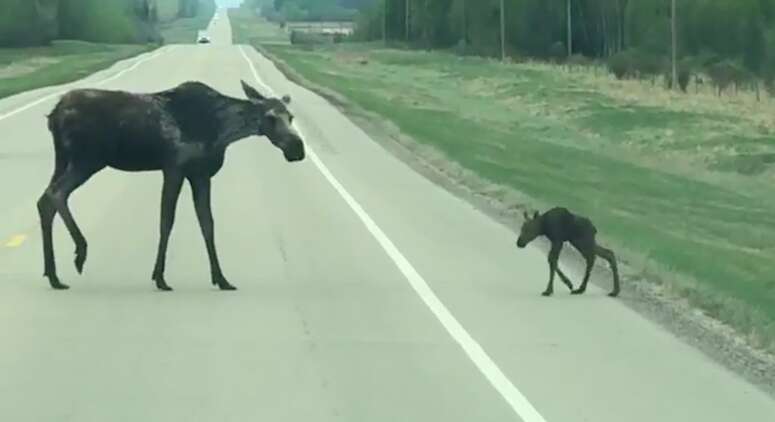 moose calf road canada