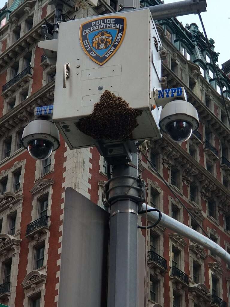 20,000 bees