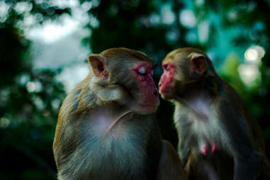 Close-Up Of Monkeys