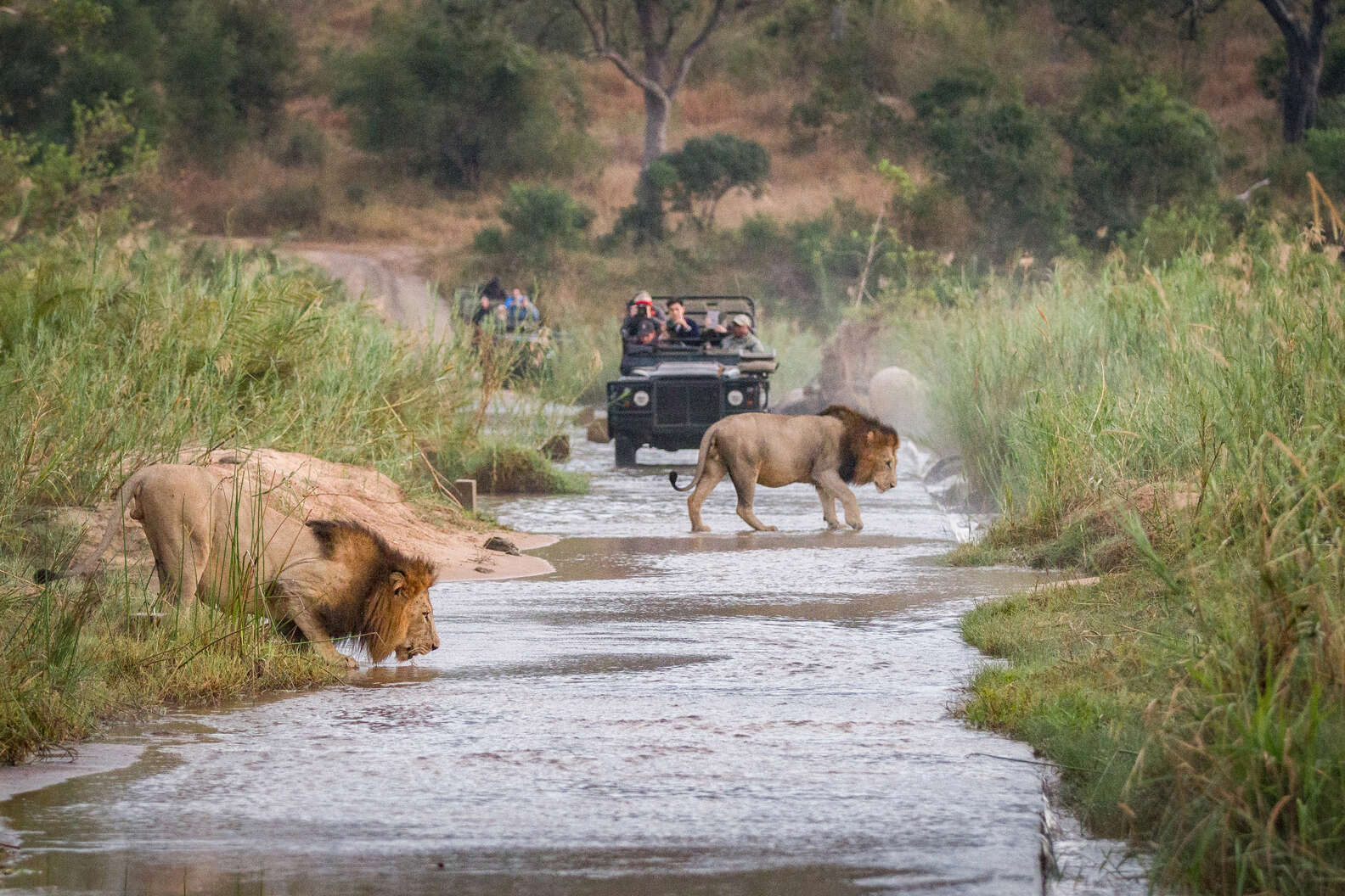 How To Go On A Cheap African Safari Trip Tips For An Affordable Safari 