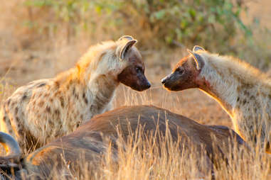 hyenas