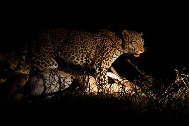 leopard