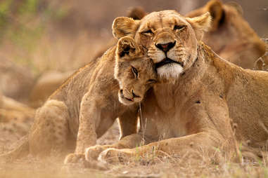 lions