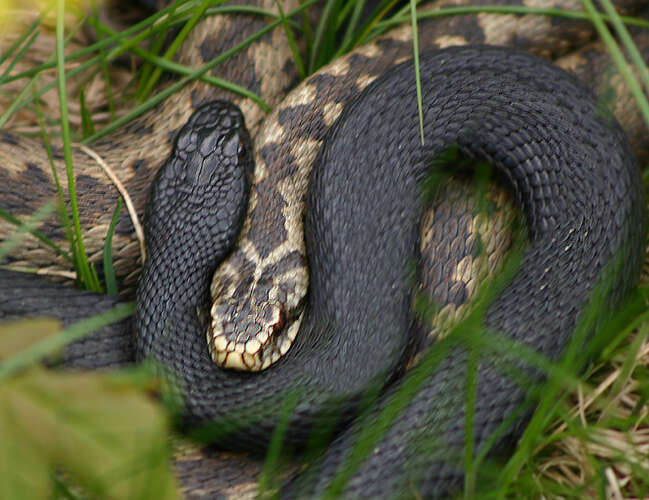 viper snake cambodia