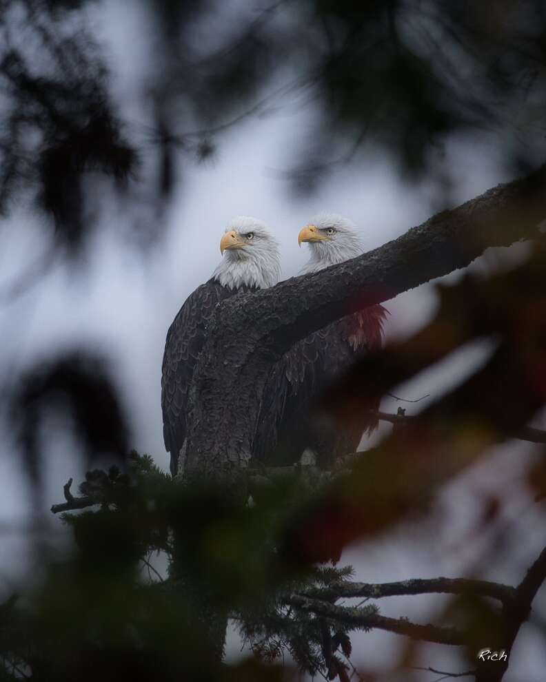 Washington bald eagle couple Ricky and Lucy