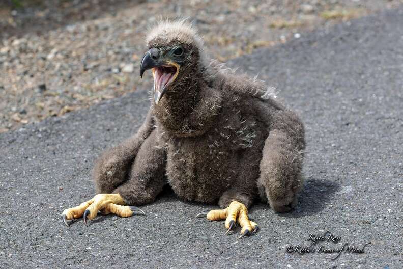 A bald eagle chick tries to get back to her parents