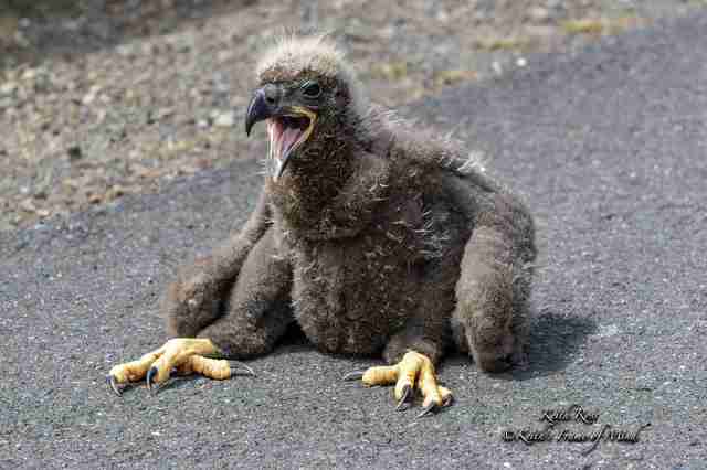 Woman Finds Bald Eagle Chicks And Reunites Them With Mom