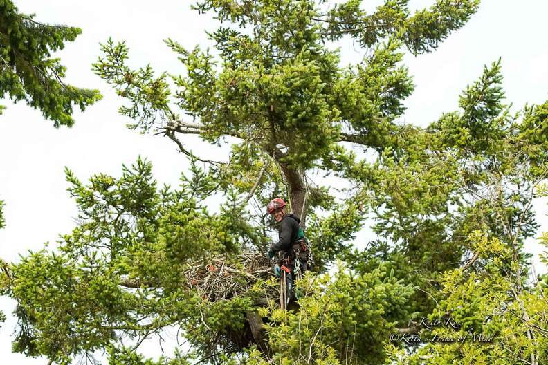 Guy returns eaglets to nest