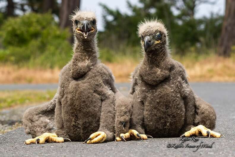 Bald eagle chicks fall from nest in Washington