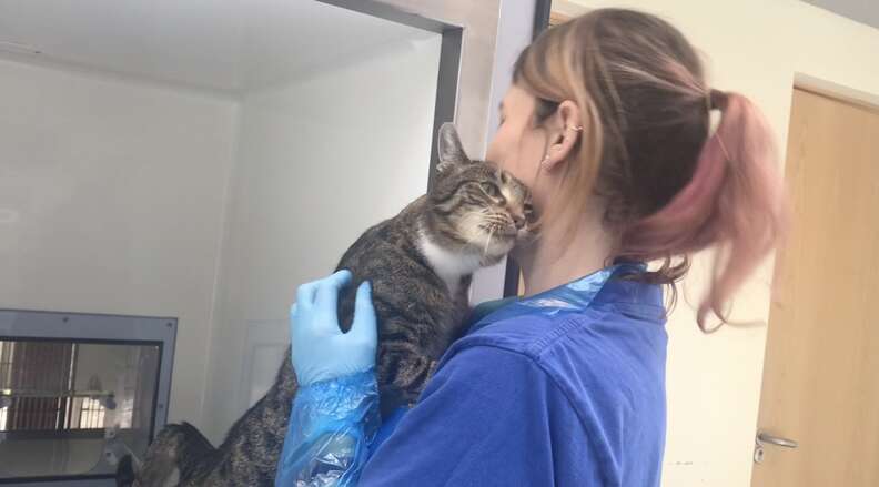 sneezing cat