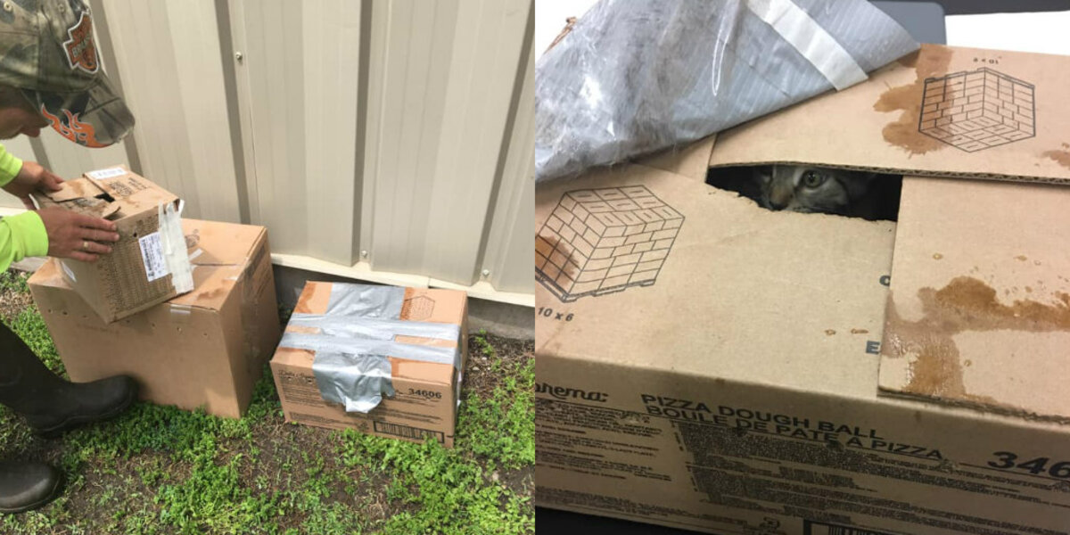 People Find 3 Taped-Up Boxes Outside Shelter And Can’t Believe Who’s Inside