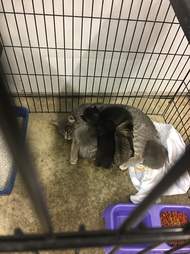 cats found in taped up boxes