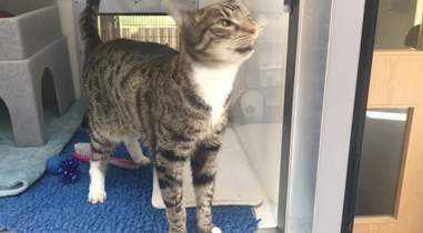sneezing cat