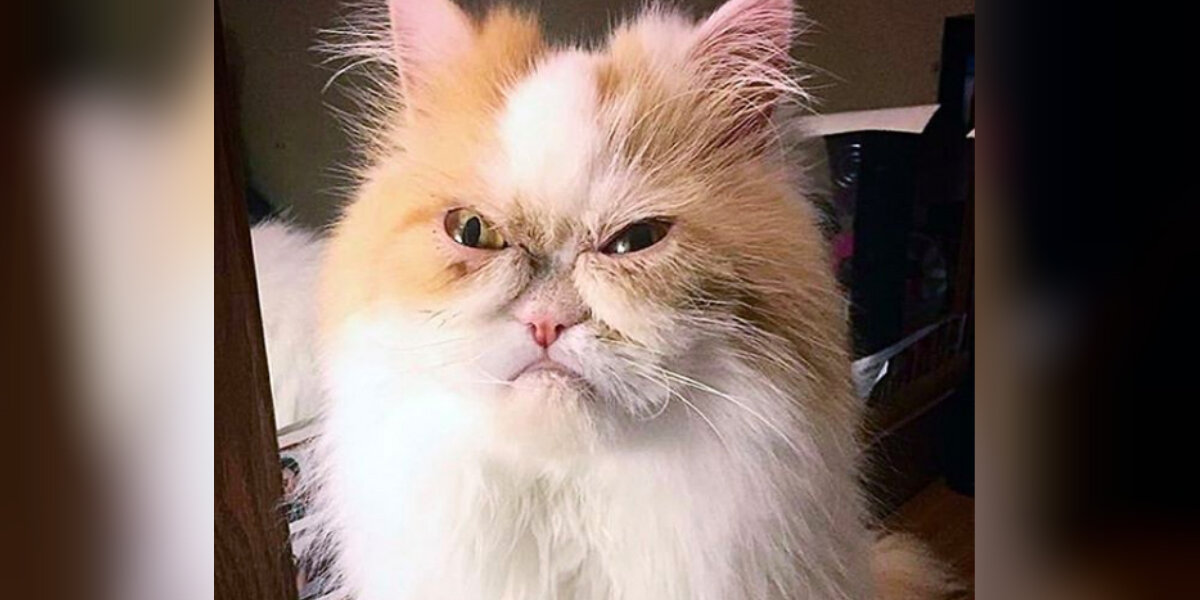 Meet Louis: This Moody Persian May Be The Next Grumpy Cat - The Dodo