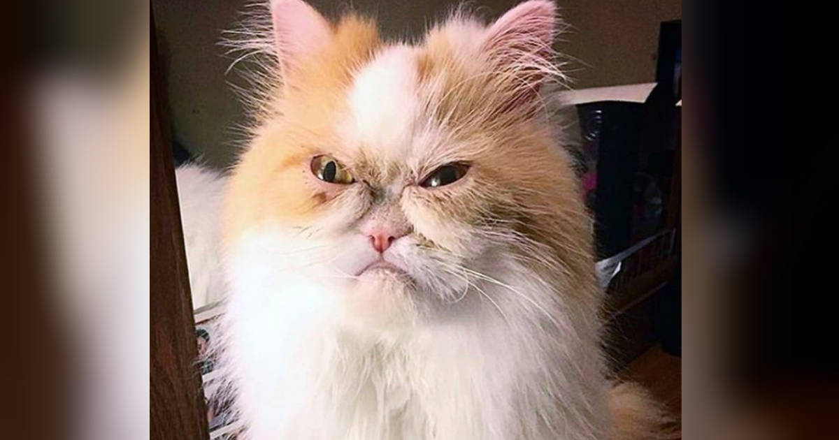 Angriest-Looking Stray Cat Is Actually A Total Sweetie - The Dodo