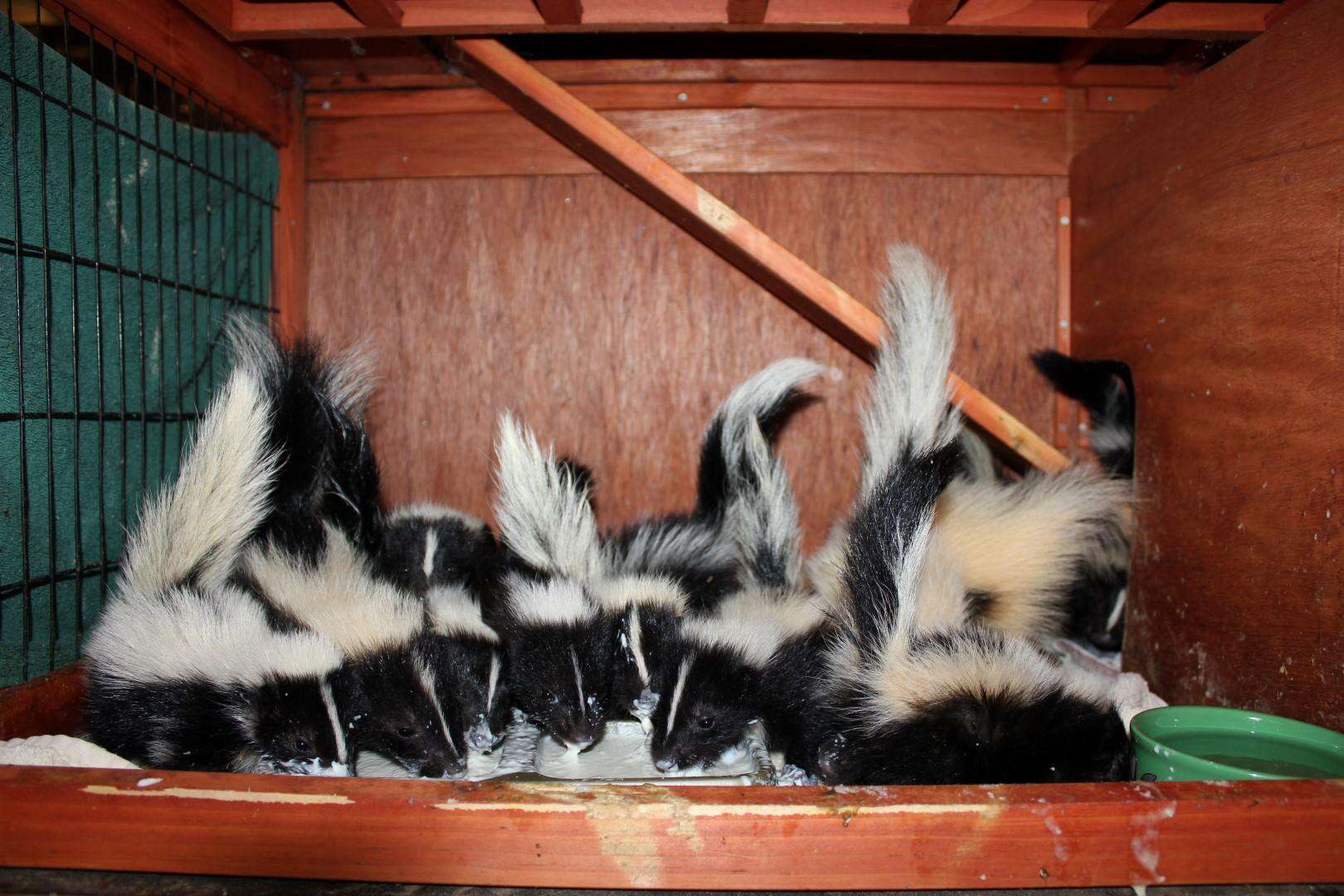 skunk rescue orphans