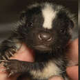 Cutest Video Is Making People Fall In Love With Skunks 