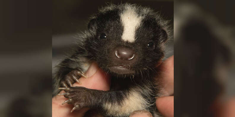 skunk rescue orphan 