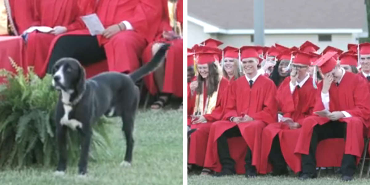 Grads Burst Into Laughter As Dog Steals The Show During Ceremony - The Dodo