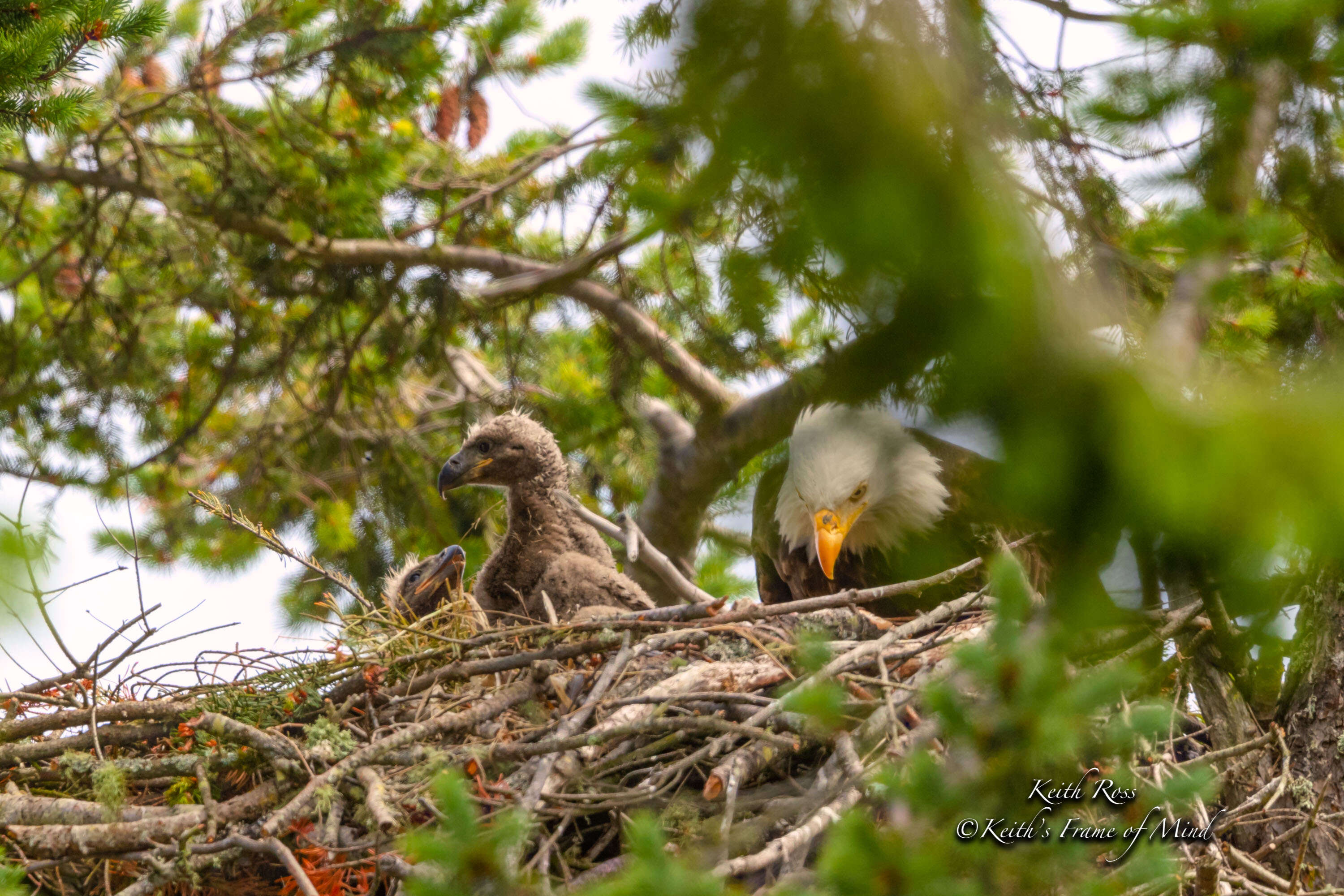 Eaglets in their nest with their mom
