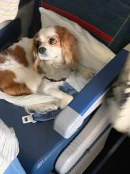 Cavalier King Charles Spaniel sitting in first class