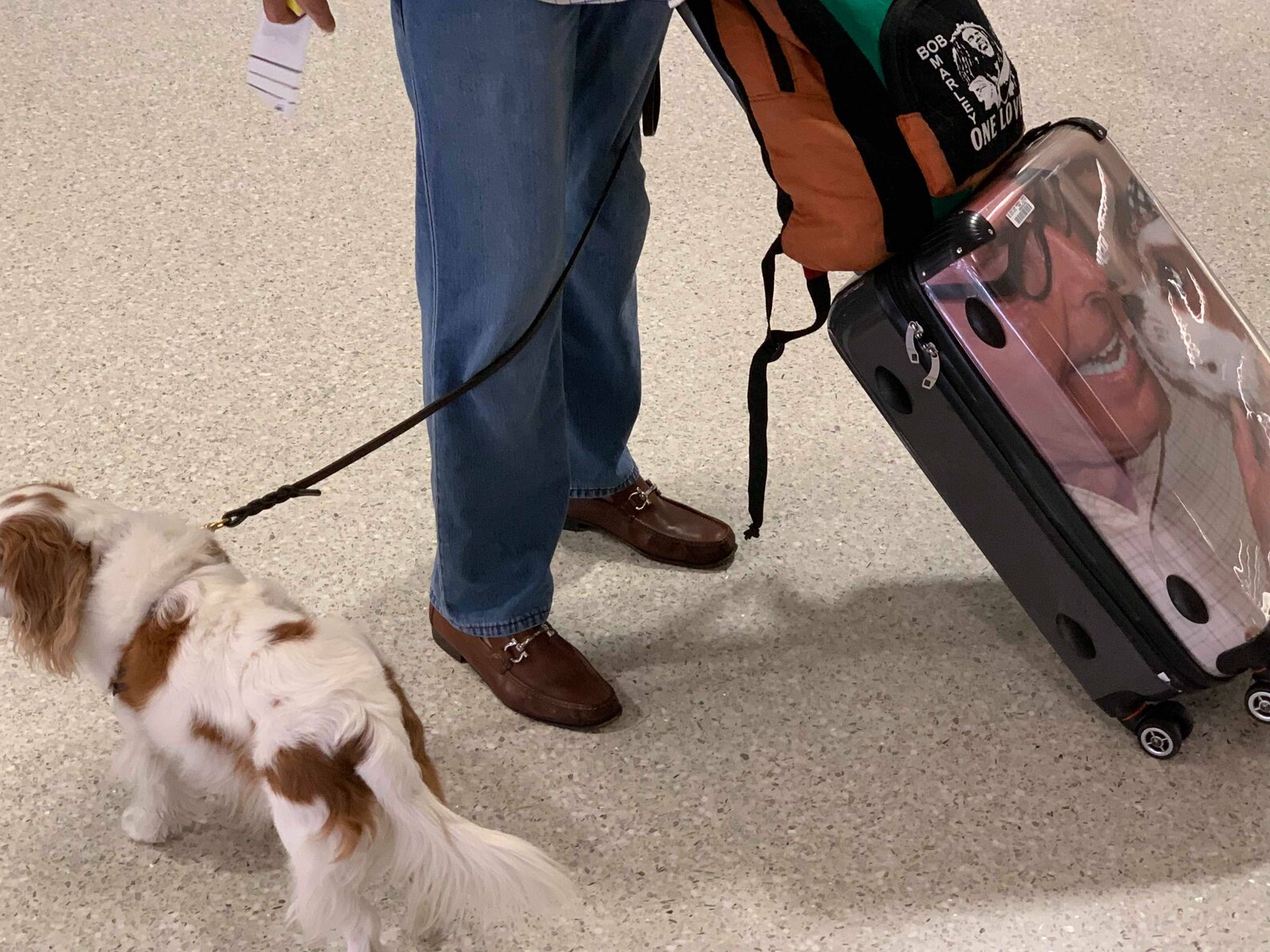 Pampered Dog Flies First Class In Her Very Own Seat The Dodo