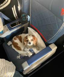 Dog gets her own first class seat on plane