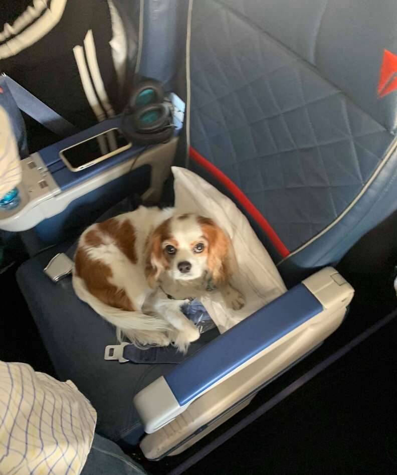 Dog gets her own first class seat on plane