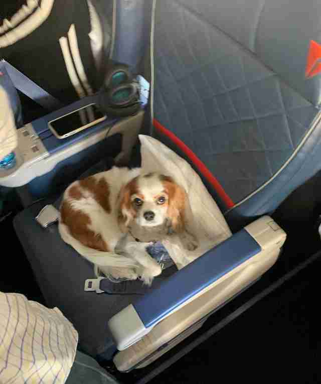 Pampered Dog Flies First Class In Her Very Own Seat The Dodo