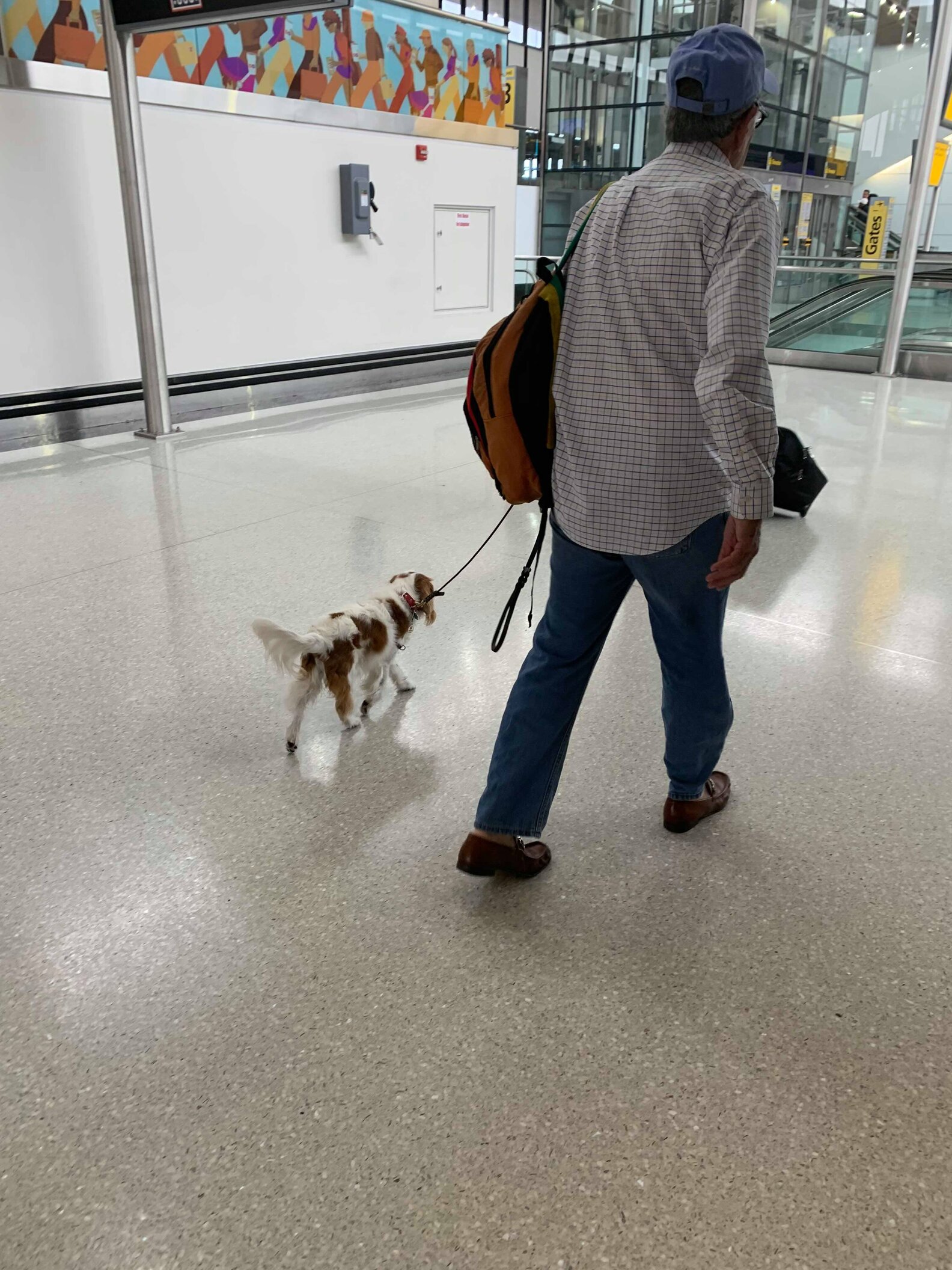 Pampered Dog Flies First Class In Her Very Own Seat The Dodo