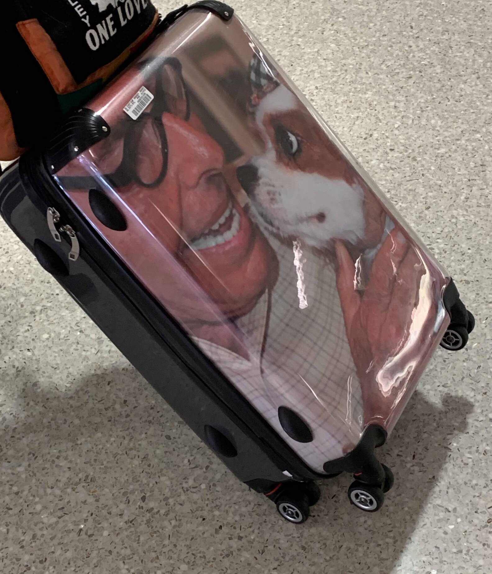 Pampered Dog Flies First Class In Her Very Own Seat The Dodo