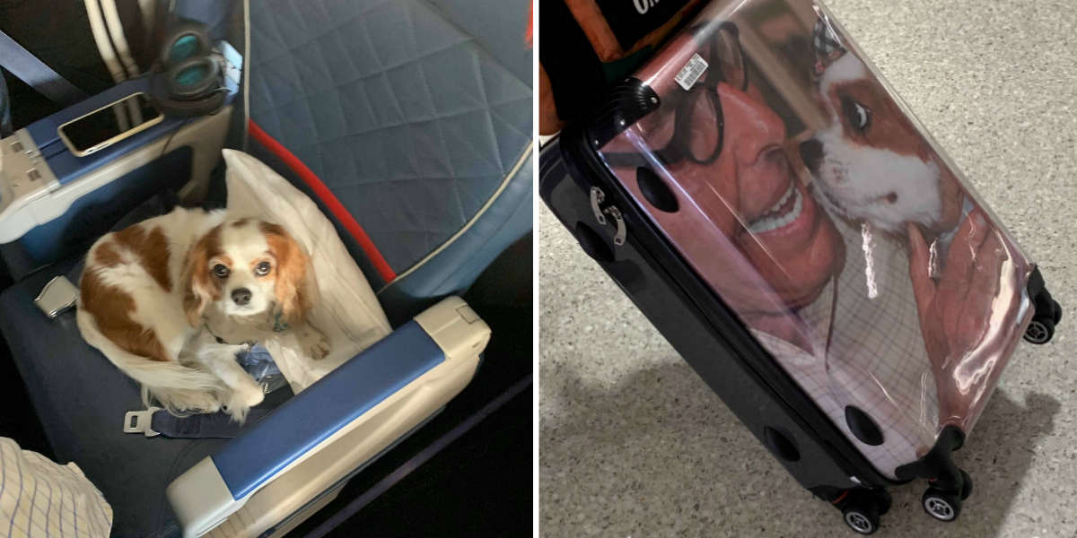 Pampered Dog Flies First Class In Her Very Own Seat The Dodo