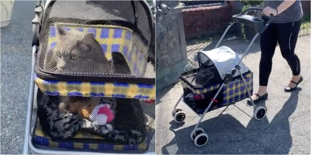 Shelter Cat Is Obsessed With Going For Walks In His Stroller