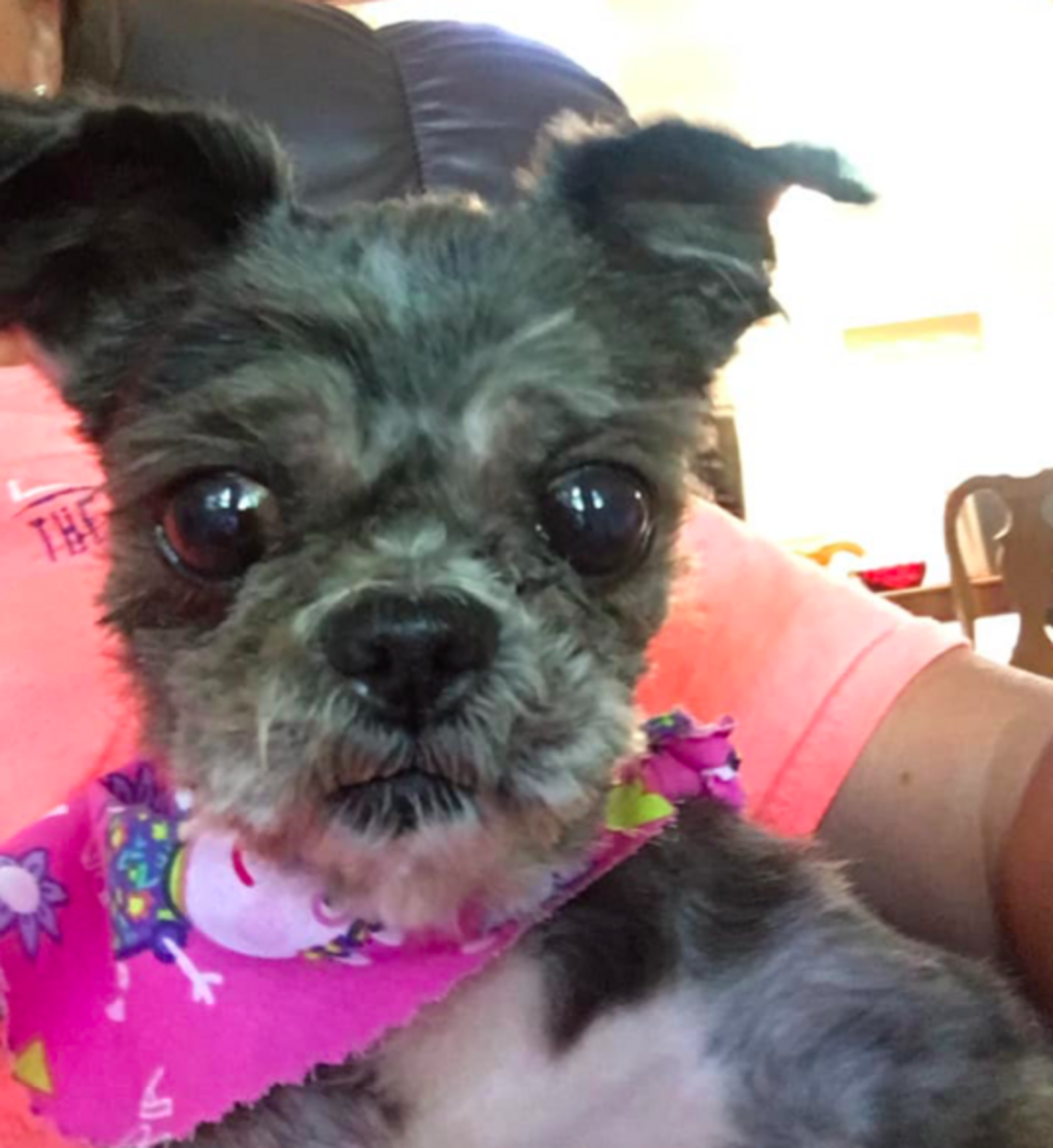 Matted Shih Tzu Makes Amazing Transformation After Rescue The Dodo