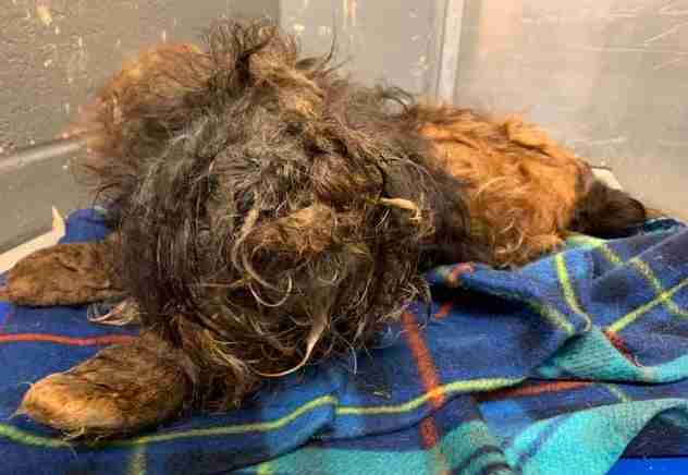 Matted Shih Tzu Makes Amazing Transformation After Rescue The Dodo