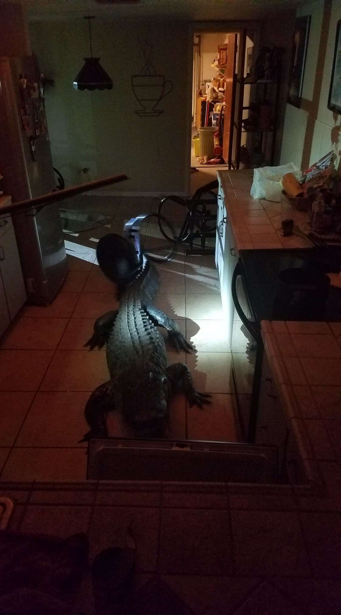 11-foot alligator in Clearwater, Florida, kitchen